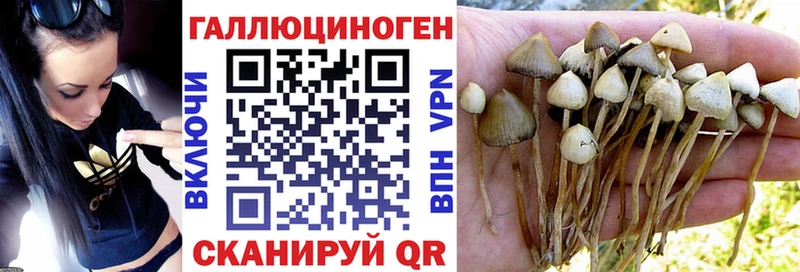 Галлюциногенные грибы Psilocybe  Урень 